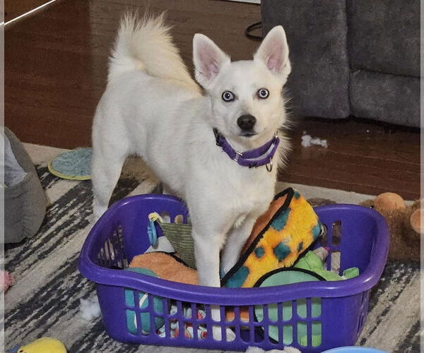 Medium Photo #4 Pomimo Puppy For Sale in Princeton, MN, USA