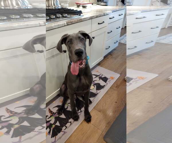 Medium Photo #2 Great Dane Puppy For Sale in Huntersville, NC, USA