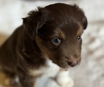 Small #1 Australian Shepherd-Miniature Australian Shepherd Mix