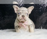 Small #1 French Bulldog