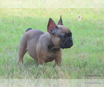 Small #5 French Bulldog