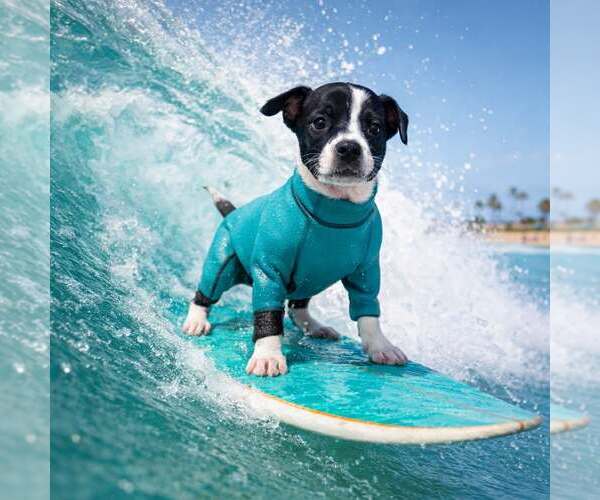 Medium Photo #3 Chihuahua-Unknown Mix Puppy For Sale in Corona, CA, USA