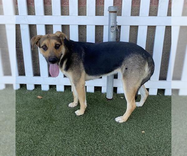 Medium Photo #1 German Shepherd Dog-Unknown Mix Puppy For Sale in Modesto, CA, USA