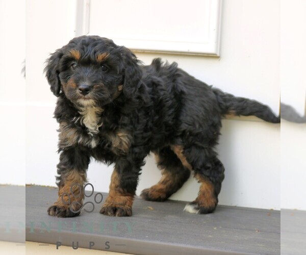 Medium Photo #2 Bernedoodle (Miniature) Puppy For Sale in NARVON, PA, USA