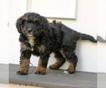 Small #1 Bernedoodle (Miniature)