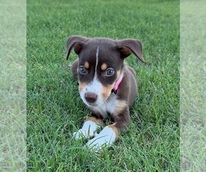 Cheagle Dogs for adoption in Claremore, OK, USA