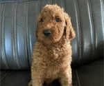Small Photo #1 Irish Doodle Puppy For Sale in WHITNEY POINT, NY, USA