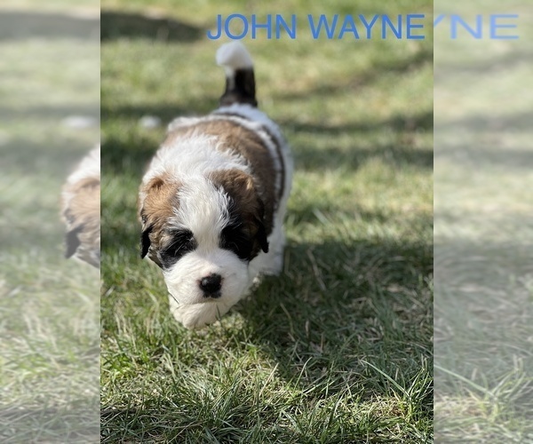 Medium Photo #3 Saint Bernard Puppy For Sale in OKEANA, OH, USA