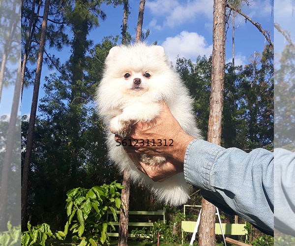 Medium Photo #24 Pomeranian Puppy For Sale in PALM BCH GDNS, FL, USA