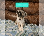 Small Photo #4 Chizer Puppy For Sale in MONTEZUMA, GA, USA