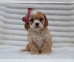 Small #2 Cavapoo (Miniature)