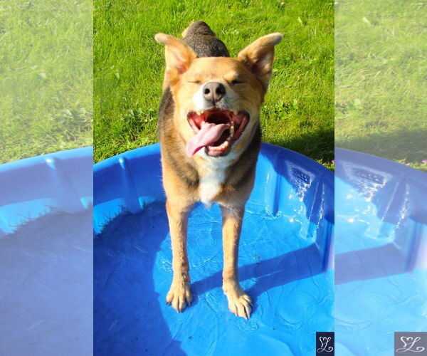 Medium Photo #14 Mutt Puppy For Sale in Lockport, NY, USA