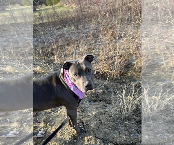 Medium Photo #3 American Pit Bull Terrier Puppy For Sale in Frankenmuth, MI, USA