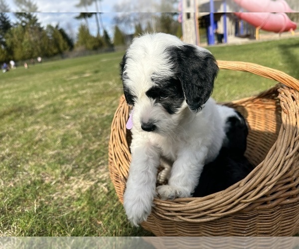 Medium Photo #11 Aussiedoodle Puppy For Sale in BREMERTON, WA, USA