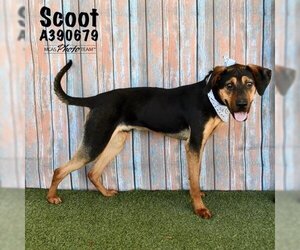 Black and Tan Coonhound-Unknown Mix Dogs for adoption in Conroe, TX, USA