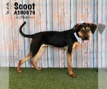 Small Photo #1 Black and Tan Coonhound-Unknown Mix Puppy For Sale in Conroe, TX, USA