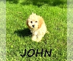 Small #1 Cavapoo