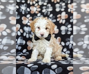 Miniature Bernedoodle Puppy for sale in OXFORD, PA, USA