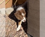 Small Photo #9 Australian Shepherd Puppy For Sale in COLORADO SPRINGS, CO, USA