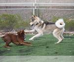 Small #2 Siberian Husky