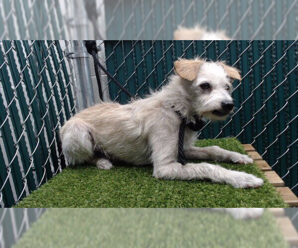 Medium Photo #1 Mutt Puppy For Sale in Downey, CA, USA
