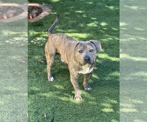 American Pit Bull Terrier-Dachshund Mix Dogs for adoption in Dana Point, CA, USA