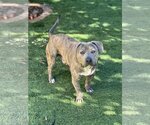 Small Photo #1 American Pit Bull Terrier-Dachshund Mix Puppy For Sale in Dana Point, CA, USA