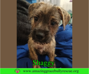 Mutt Dogs for adoption in Pensacola, FL, USA