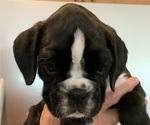 Small Photo #1 Boxer Puppy For Sale in WILMINGTON, NC, USA
