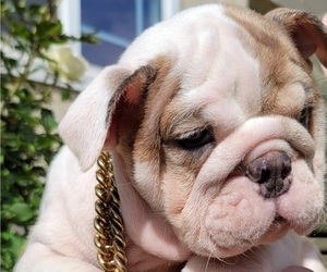 English Bulldog Puppy for sale in POPLAR, CA, USA
