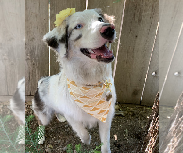 Medium Photo #1 Australian Shepherd Puppy For Sale in MODESTO, CA, USA