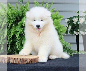 Samoyed Puppy for sale in LEOLA, PA, USA