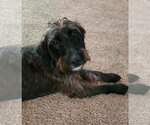 Small #1 Mutt
