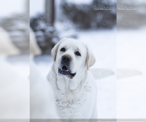 Father of the Labrador Retriever puppies born on 07/25/2026