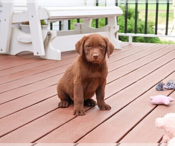 Medium Photo #14 Labrador Retriever Puppy For Sale in SYRACUSE, IN, USA