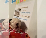 Small Photo #2 Old English Sheepdog Puppy For Sale in TALLAHASSEE, FL, USA