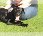 Small #5 Labrador Retriever Mix
