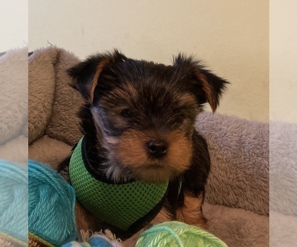 Medium Photo #1 Yorkshire Terrier Puppy For Sale in OAK LAWN, IL, USA