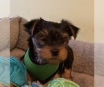Small Yorkshire Terrier