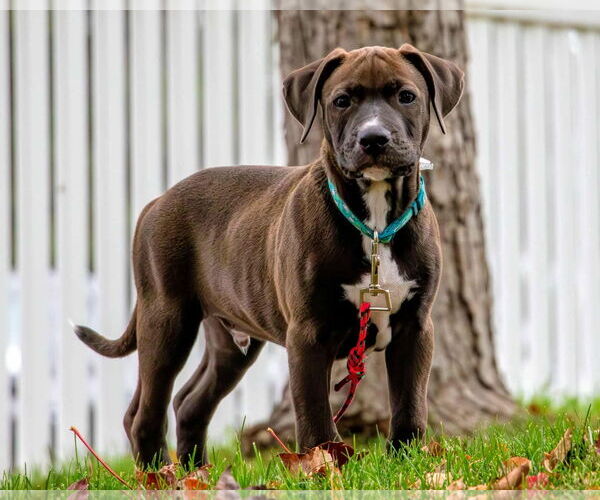 Medium Photo #3 Staffordshire Bull Terrier-Unknown Mix Puppy For Sale in Duluth, MN, USA