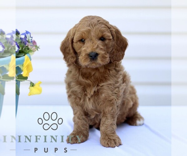 Medium Photo #1 Goldendoodle (Miniature) Puppy For Sale in RONKS, PA, USA