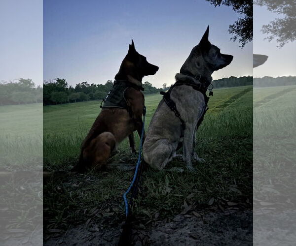Medium Photo #3 Mutt Puppy For Sale in Stevens Point, WI, USA