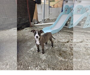 Mutt Dogs for adoption in Tracy City, TN, USA