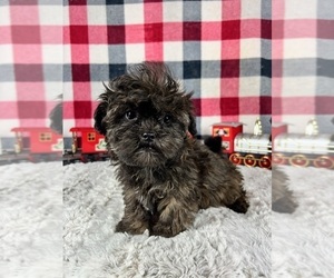 Maltipoo Puppy for sale in GREENWOOD, IN, USA