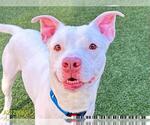 Small #1 American Pit Bull Terrier Mix