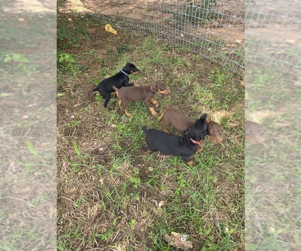 Medium Photo #8 Doberman Pinscher Puppy For Sale in ADA, OK, USA