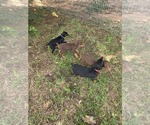 Small #7 Doberman Pinscher