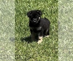 Small Photo #10 German Shepherd Dog Puppy For Sale in E LAURINBURG, NC, USA