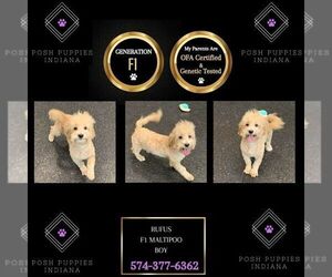 Maltipoo Puppy for sale in WARSAW, IN, USA