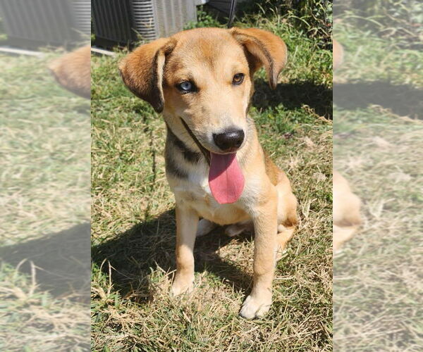 Medium Photo #4 Mutt Puppy For Sale in Canton, CT, USA